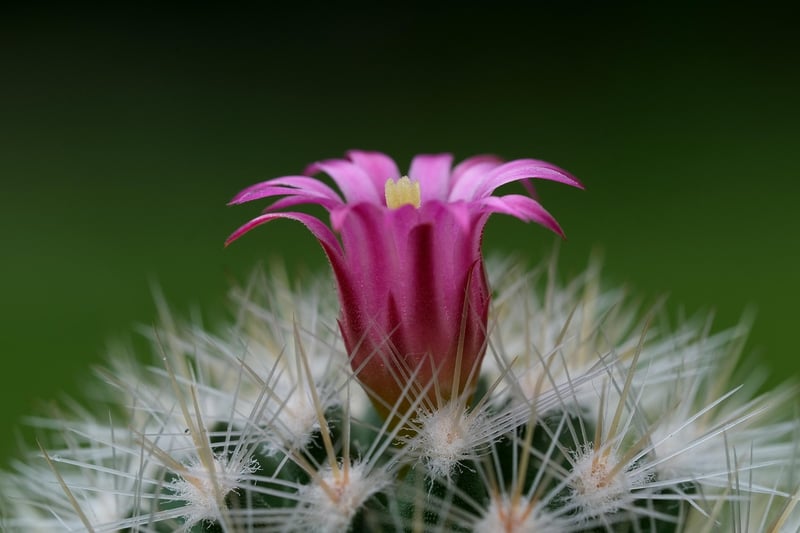 Moon Cactus
