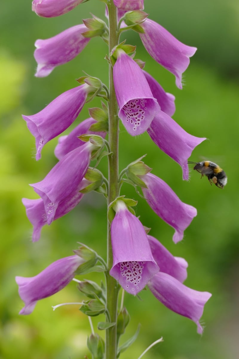 Foxglove Plant