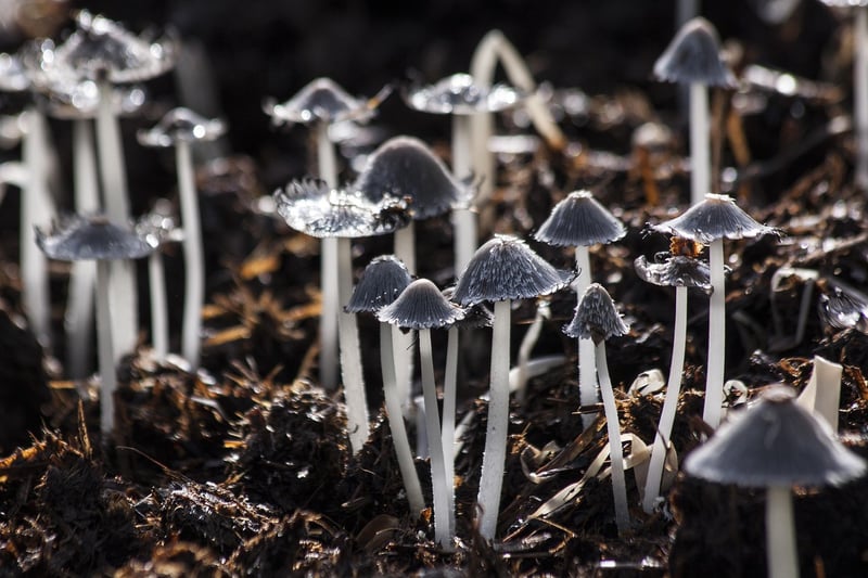 Colorful Mushrooms in Garden