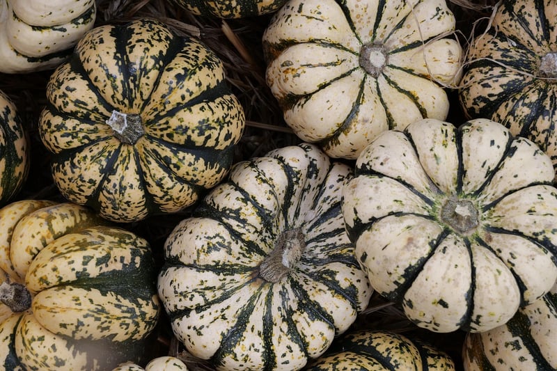 Pumpkin Harvest
