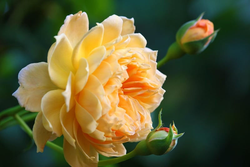 Black Rose Succulent