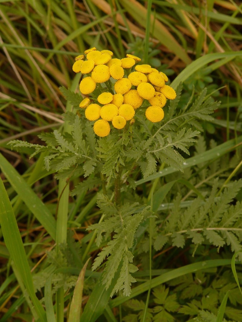 Wormwood Plant